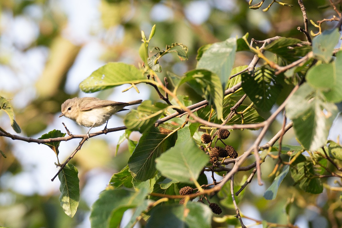 Warbling Vireo - ML620622950