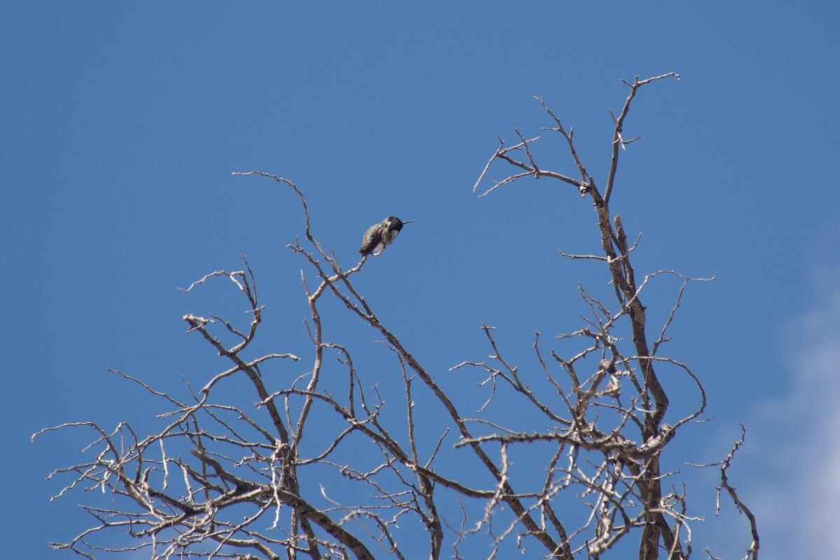 Costa's Hummingbird - ML620622953