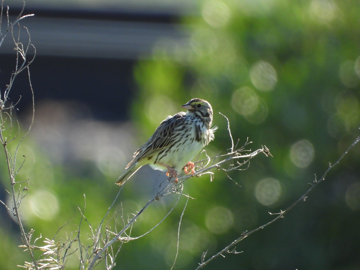 Savannah Sparrow - ML620622955