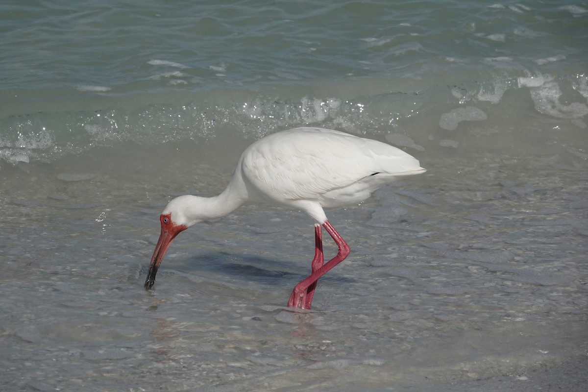 White Ibis - ML620622957