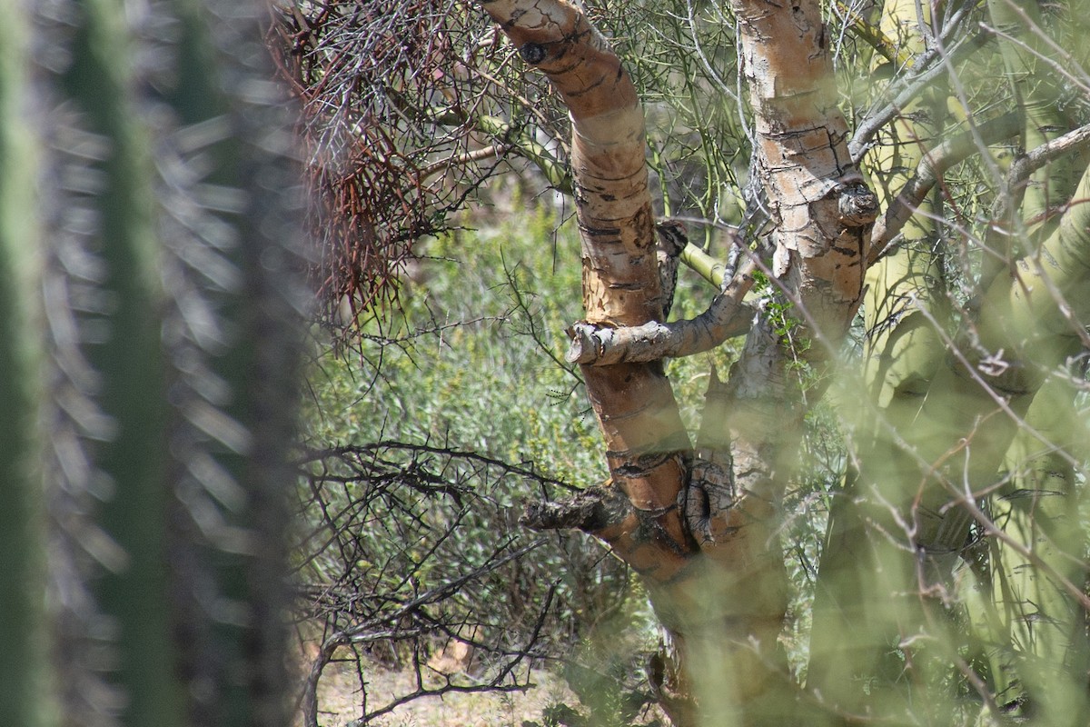 Ladder-backed Woodpecker - ML620622967