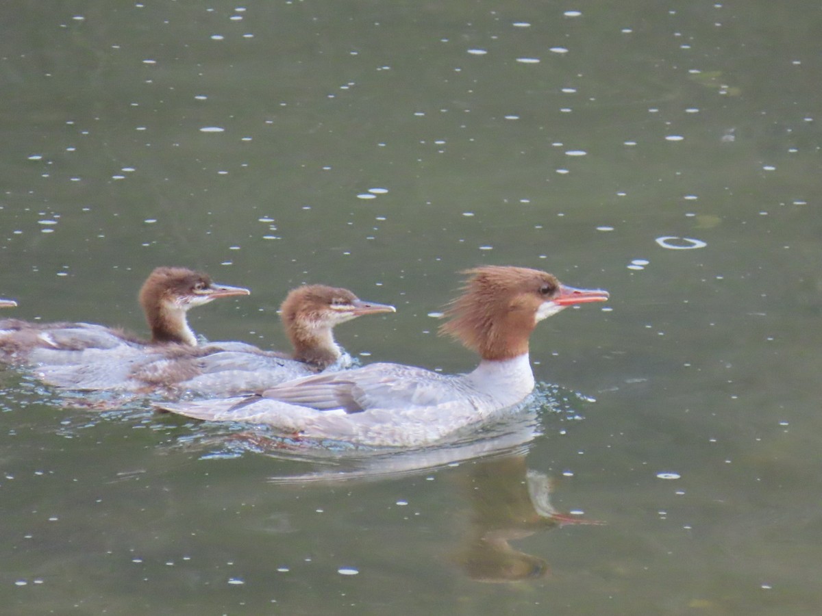 Common Merganser - Ericka Albright