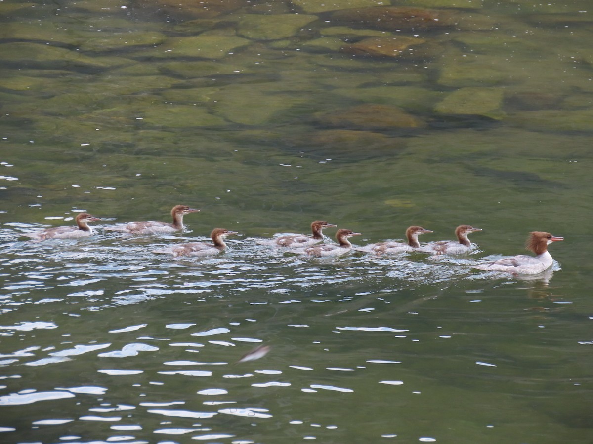 Common Merganser - Ericka Albright