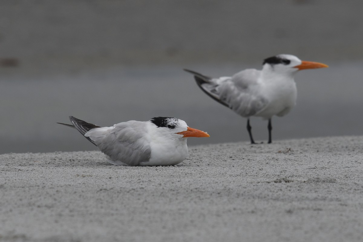 Royal Tern - ML620622971