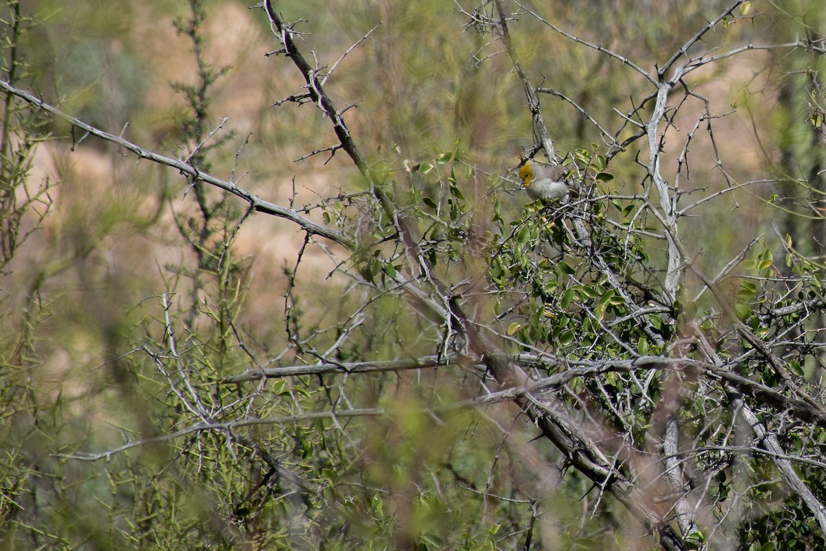 Pájaro Moscón Baloncito - ML620622972