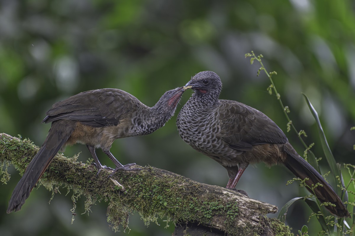 Colombian Chachalaca - ML620622975