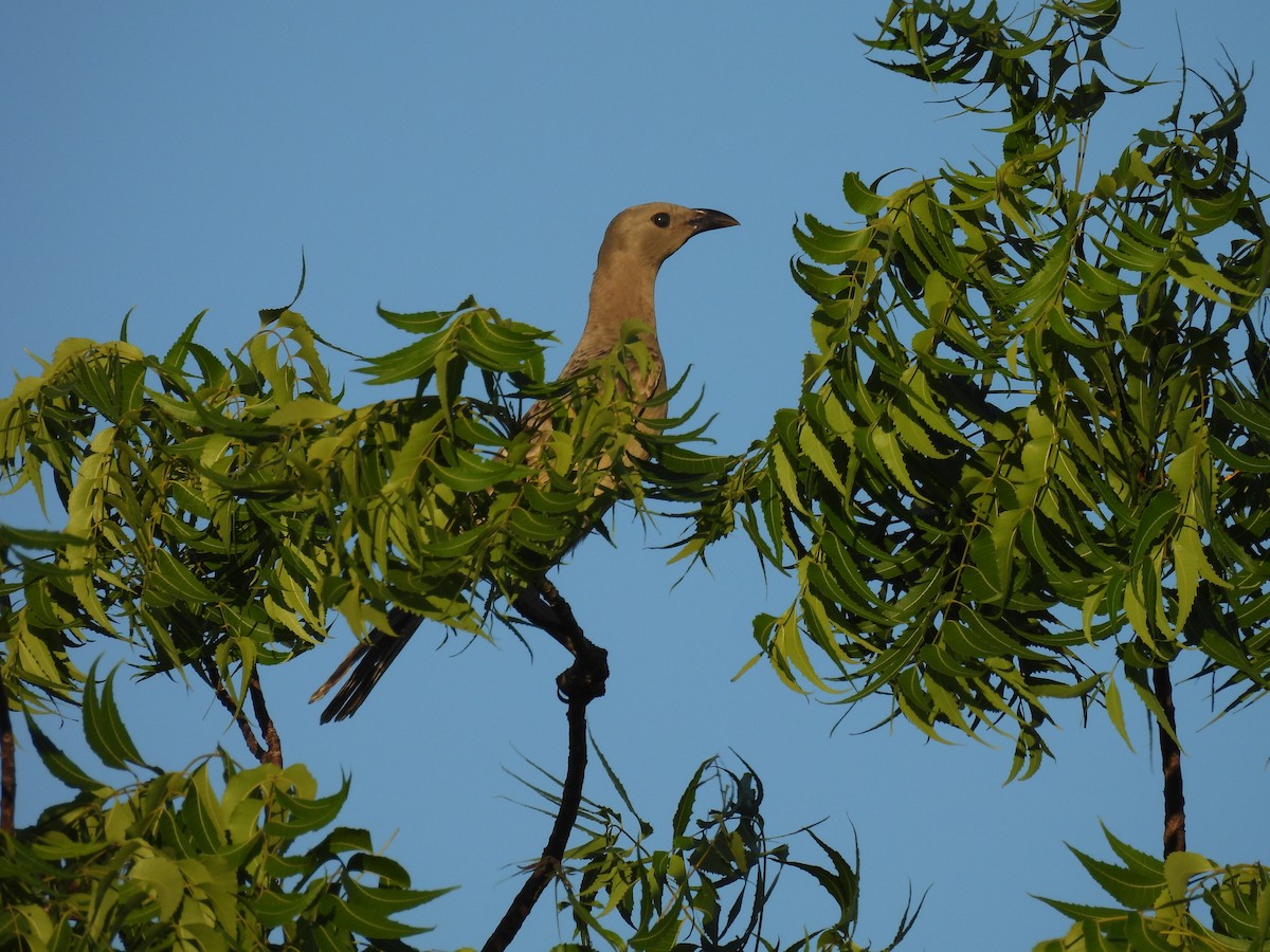 Great Bowerbird - ML620622976