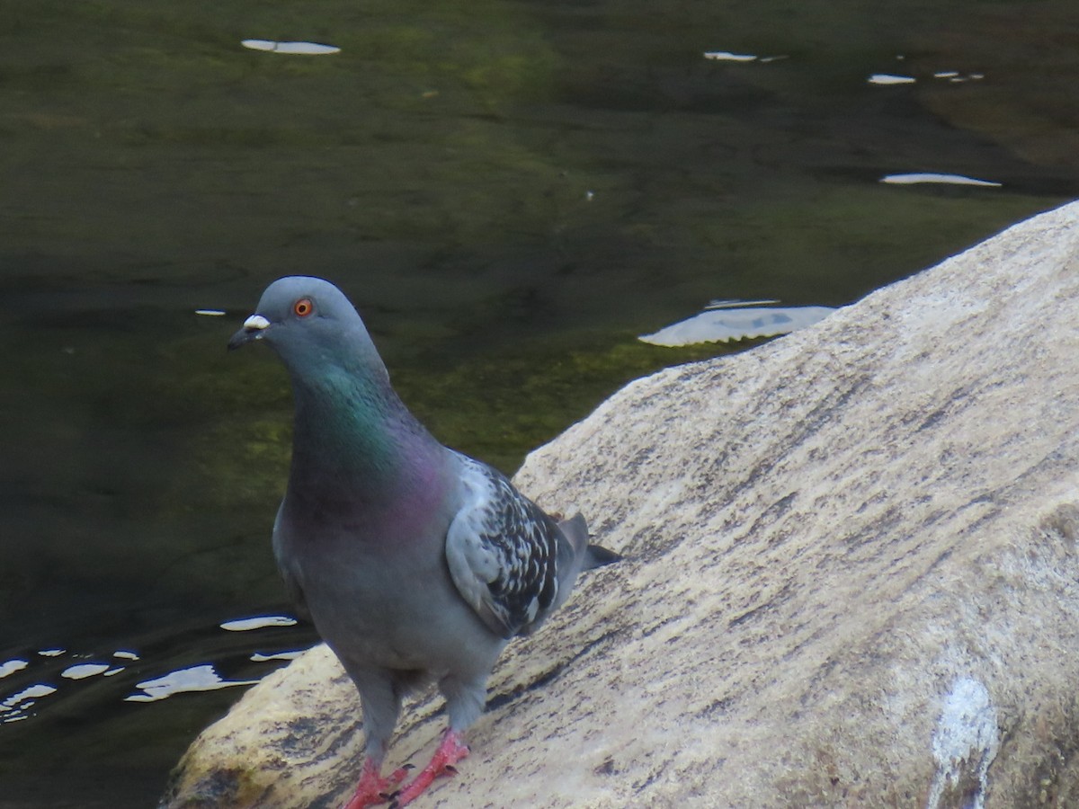 Pigeon biset (forme domestique) - ML620622977
