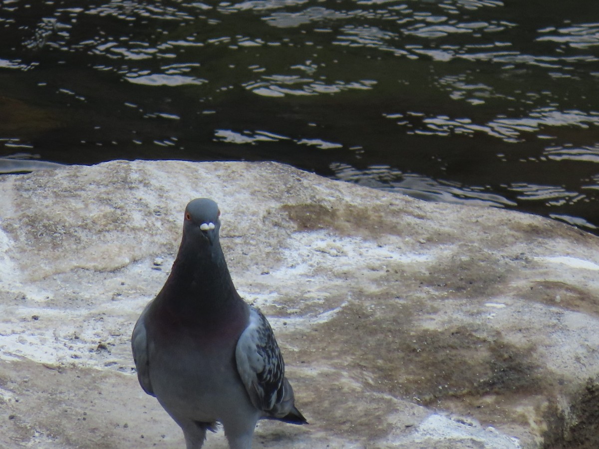 Rock Pigeon (Feral Pigeon) - ML620622978