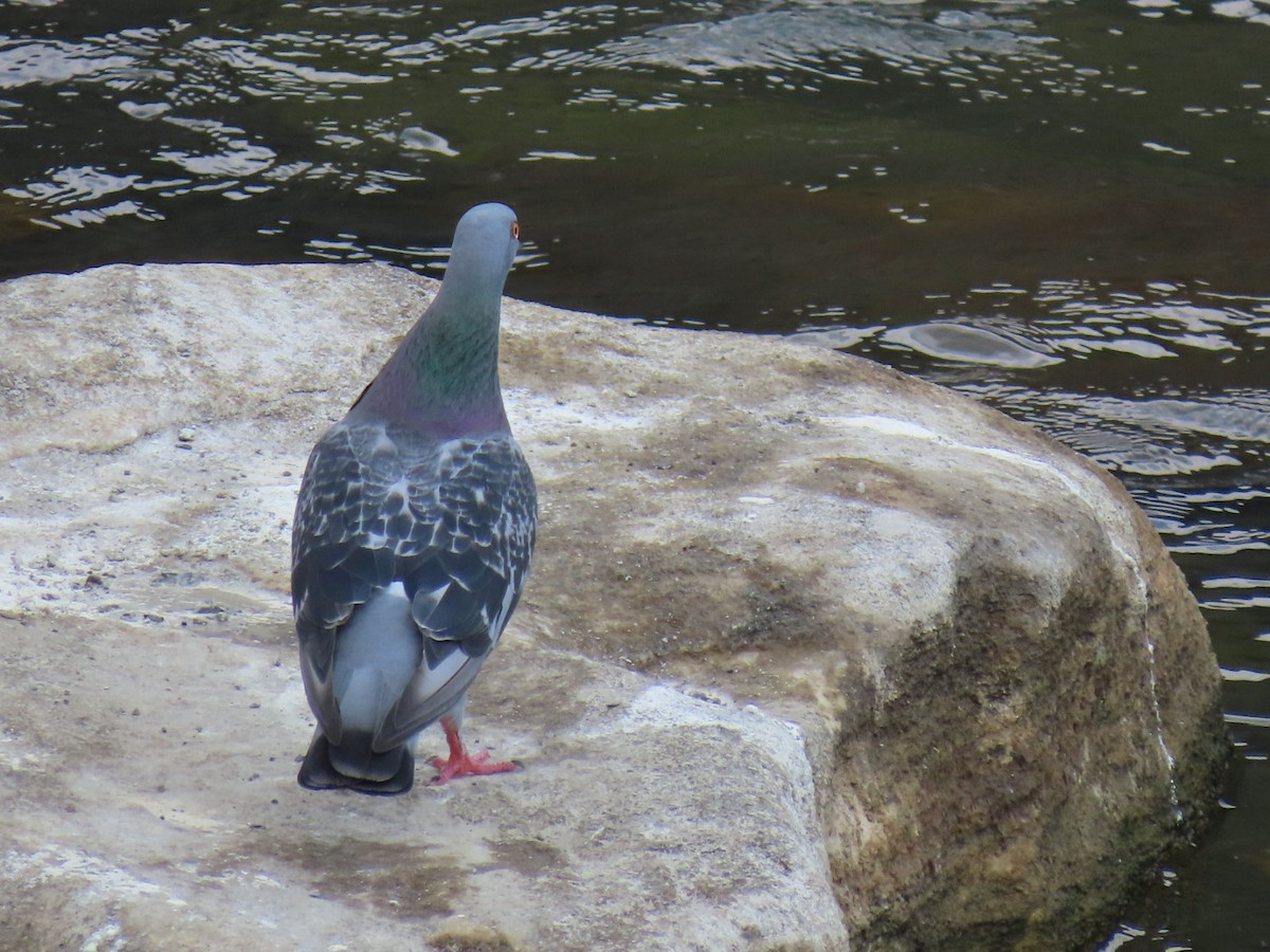 Rock Pigeon (Feral Pigeon) - ML620622979