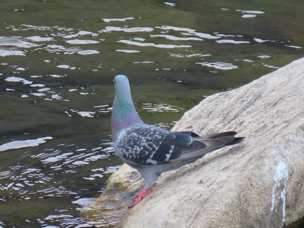 Rock Pigeon (Feral Pigeon) - ML620622980