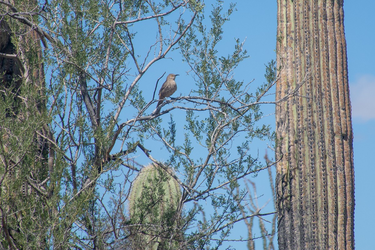 Curve-billed Thrasher - ML620622985