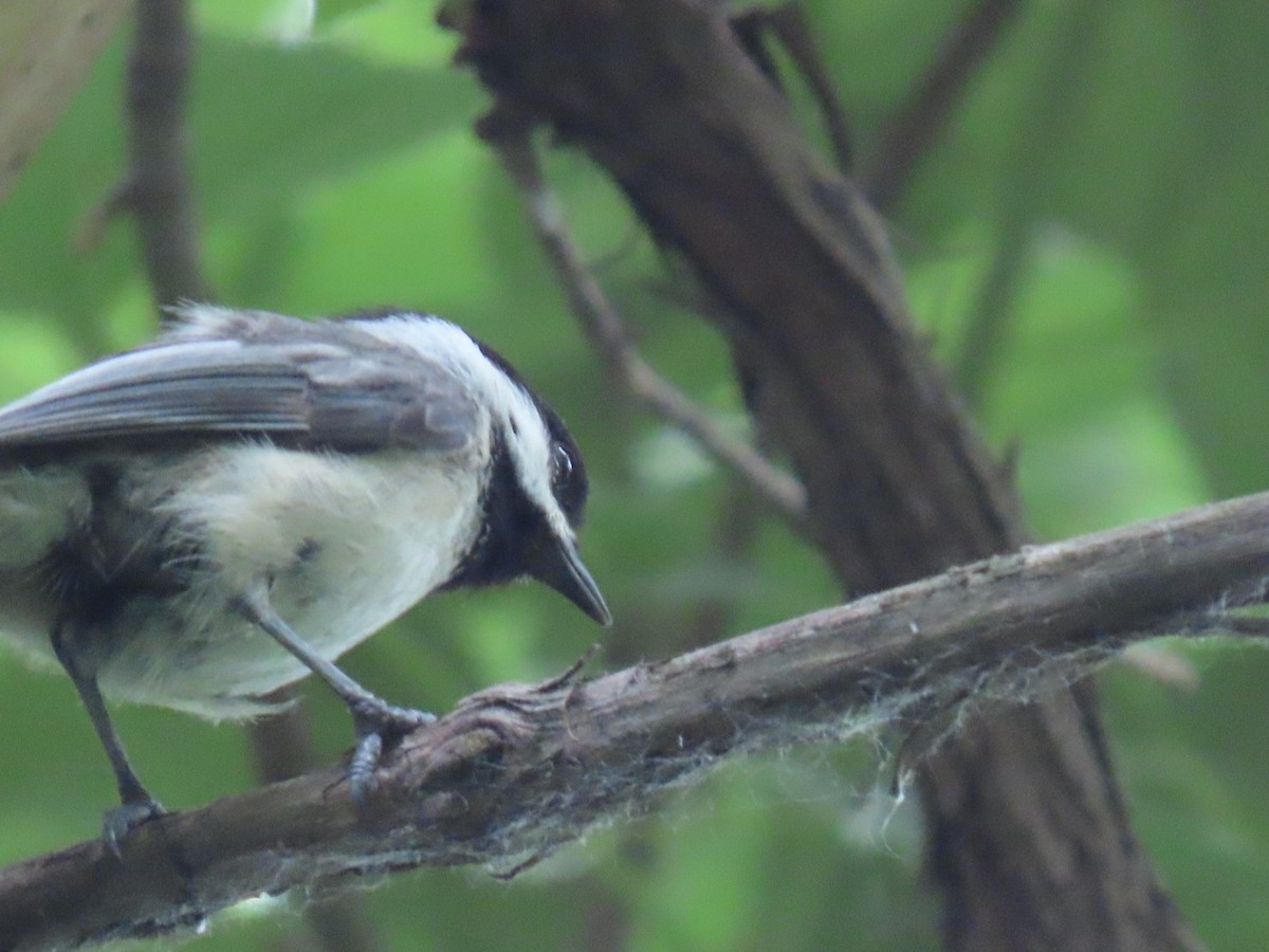 Black-capped Chickadee - ML620622989