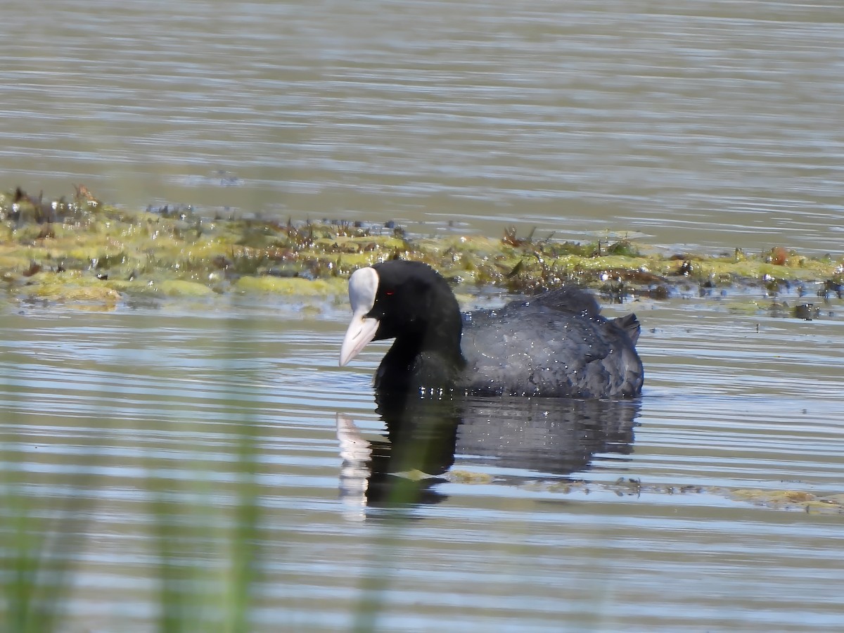 Eurasian Coot - ML620622990