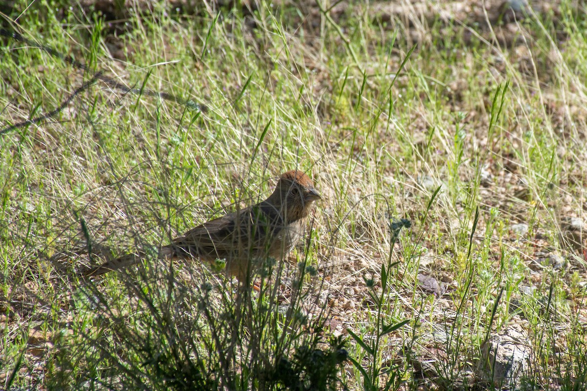 Canyon Towhee - ML620622998