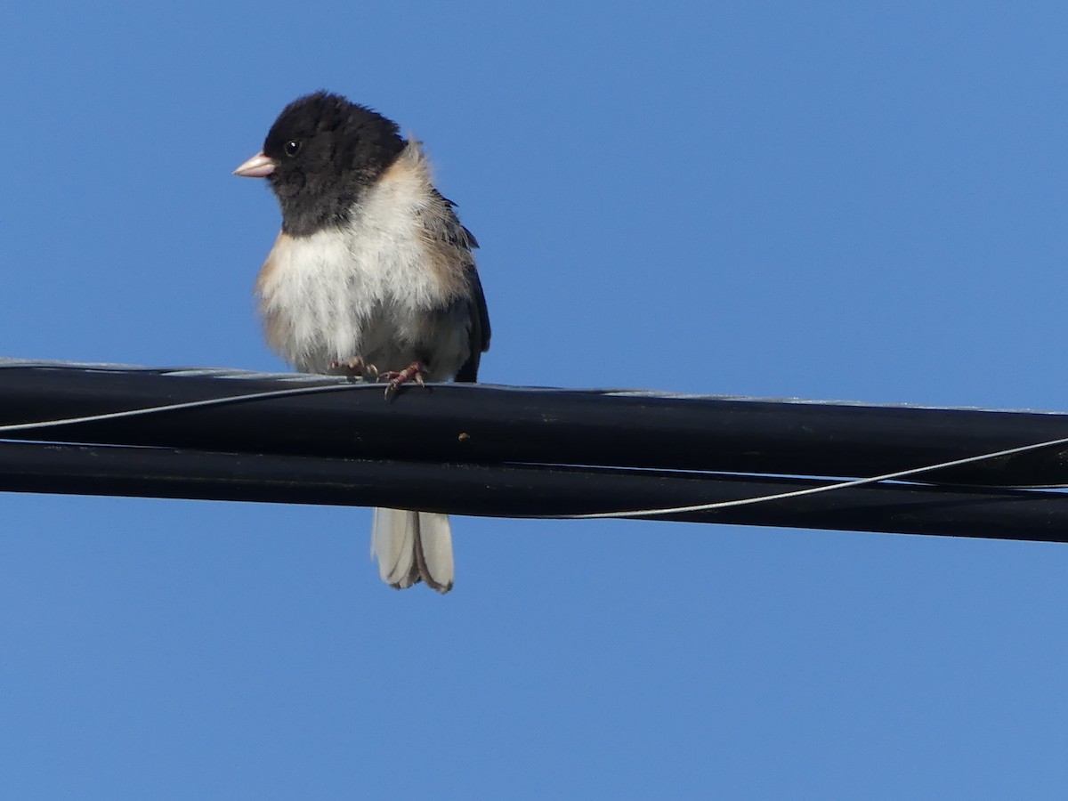 Dark-eyed Junco (Oregon) - ML620623001