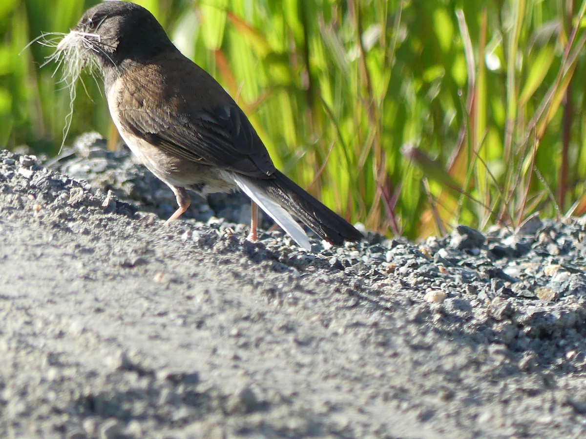 Junco Ojioscuro (grupo oreganus) - ML620623002