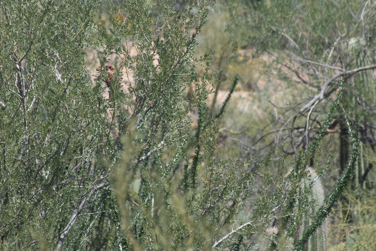 Cardinal pyrrhuloxia - ML620623006