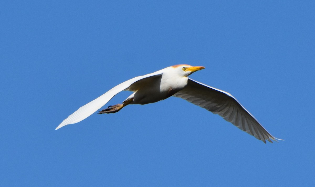 Western Cattle Egret - ML620623008