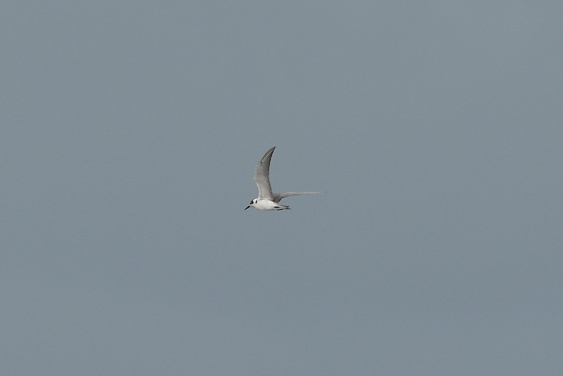 Black Tern - ML620623011