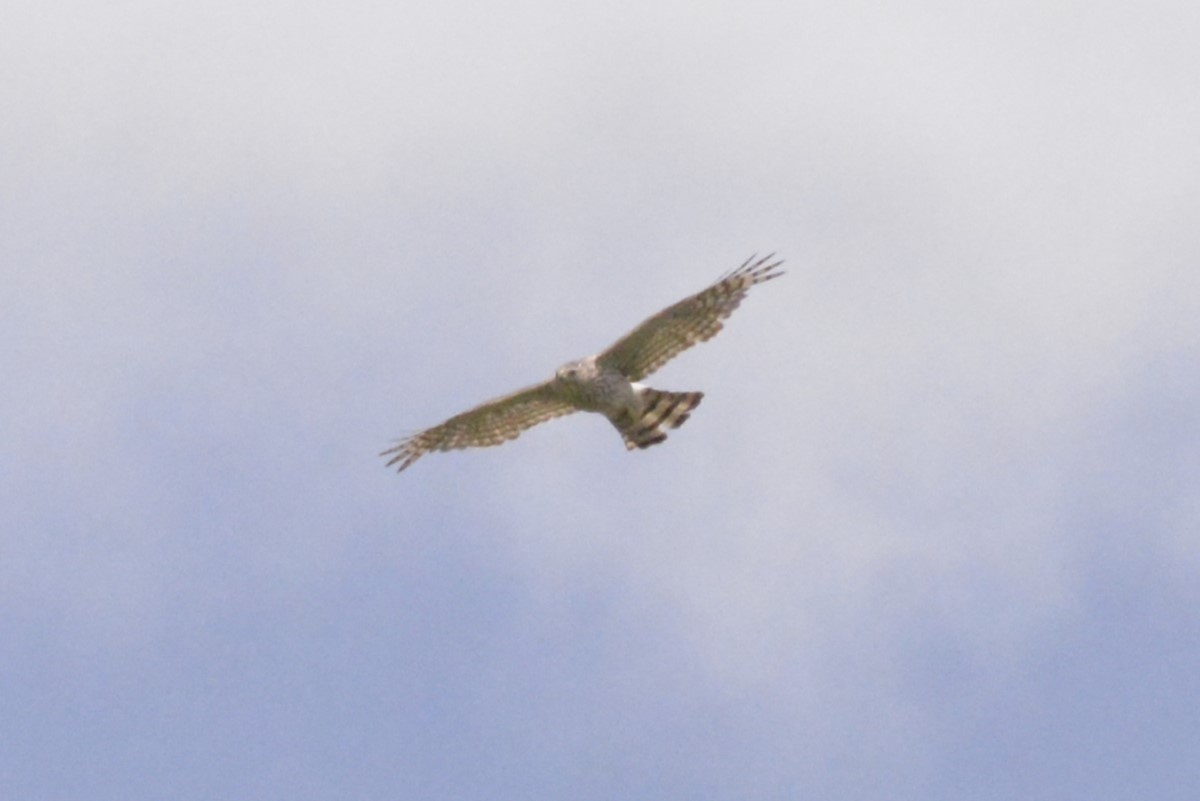 Northern Harrier - ML620623012