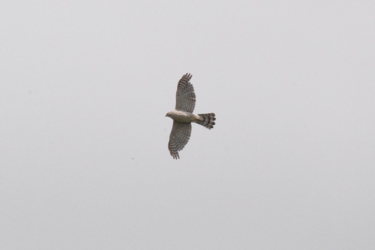 Northern Harrier - ML620623013