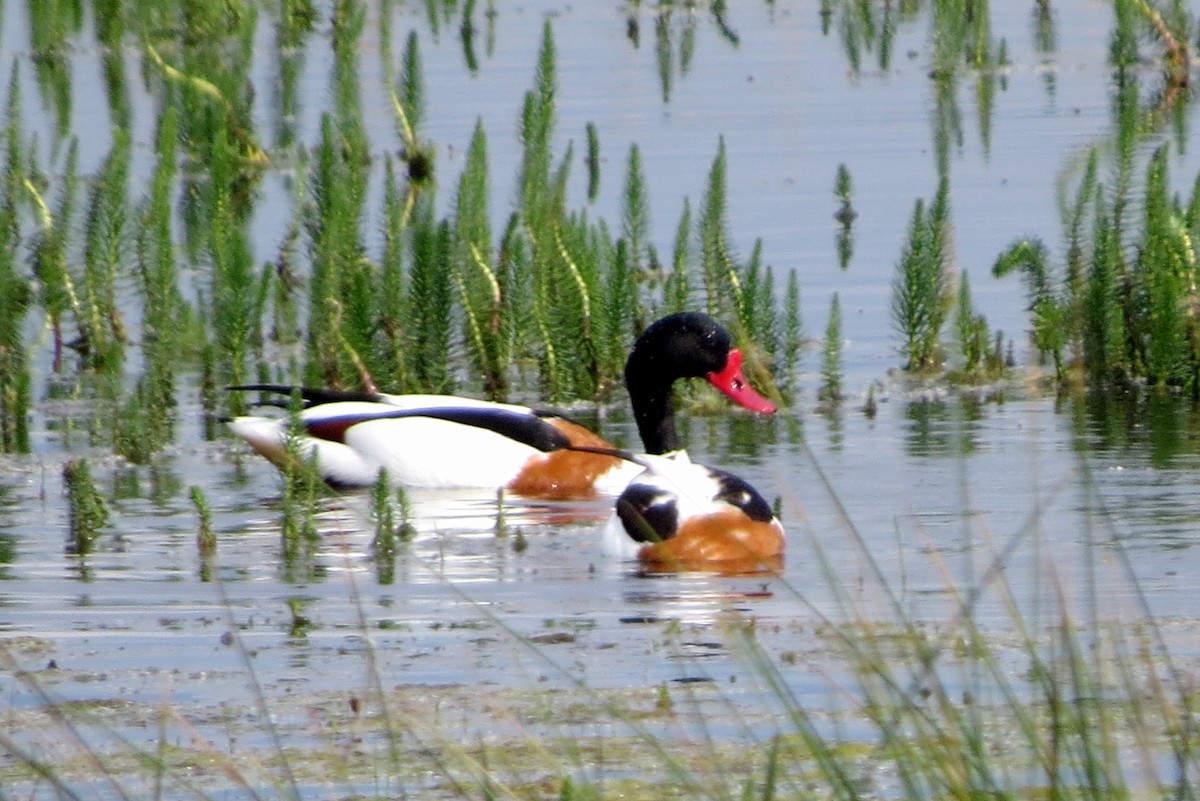 Common Shelduck - ML620623014