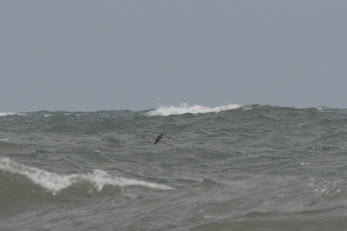 Leach's Storm-Petrel - ML620623017