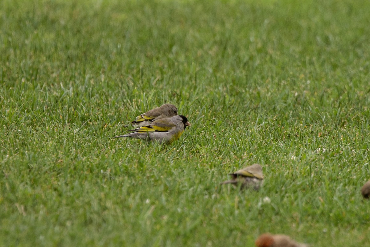 Lawrence's Goldfinch - ML620623018