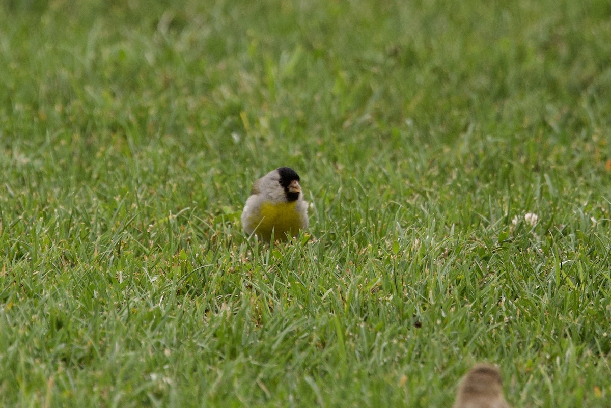 Lawrence's Goldfinch - ML620623019