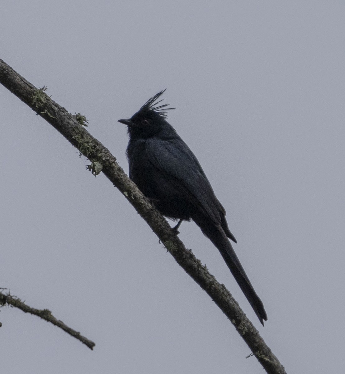 Capulinero Negro - ML620623020