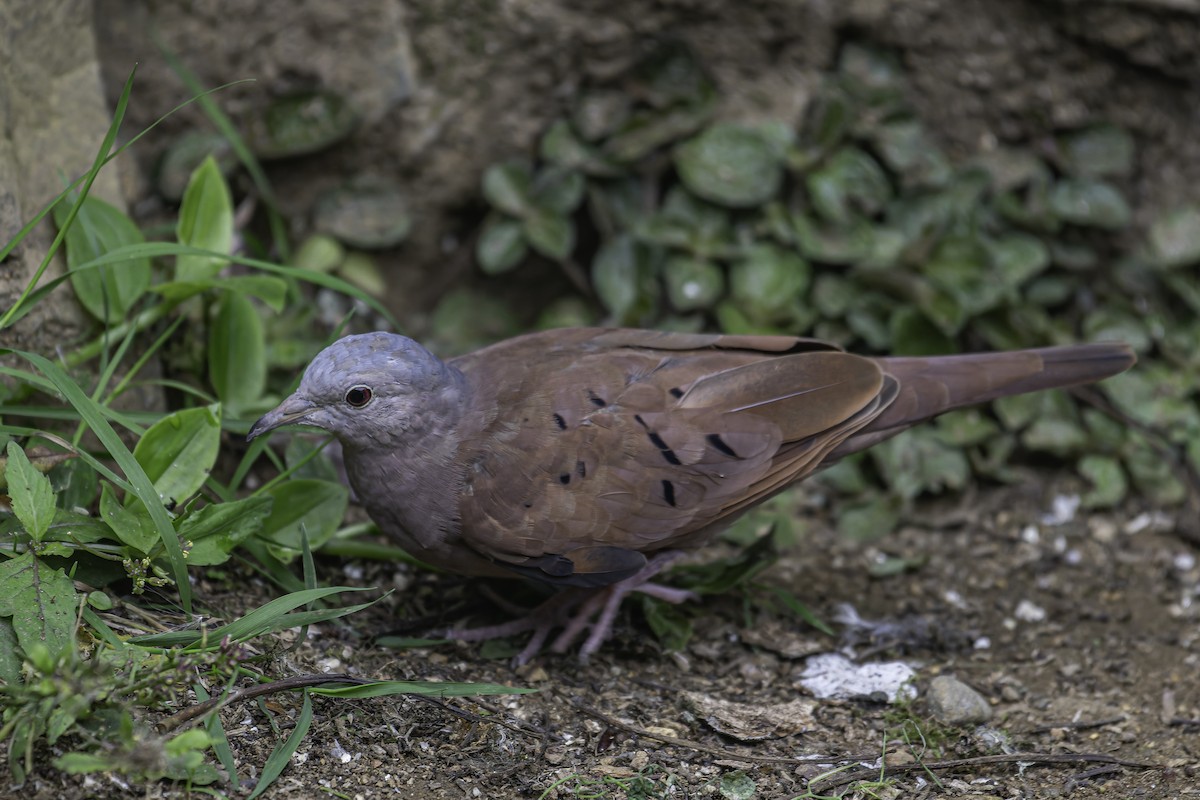 Ruddy Ground Dove - ML620623022