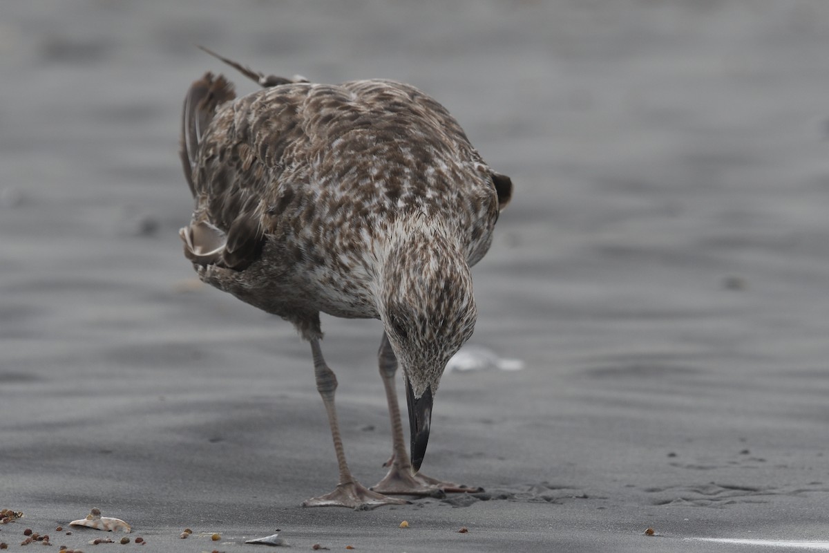 Lesser Black-backed Gull - ML620623023