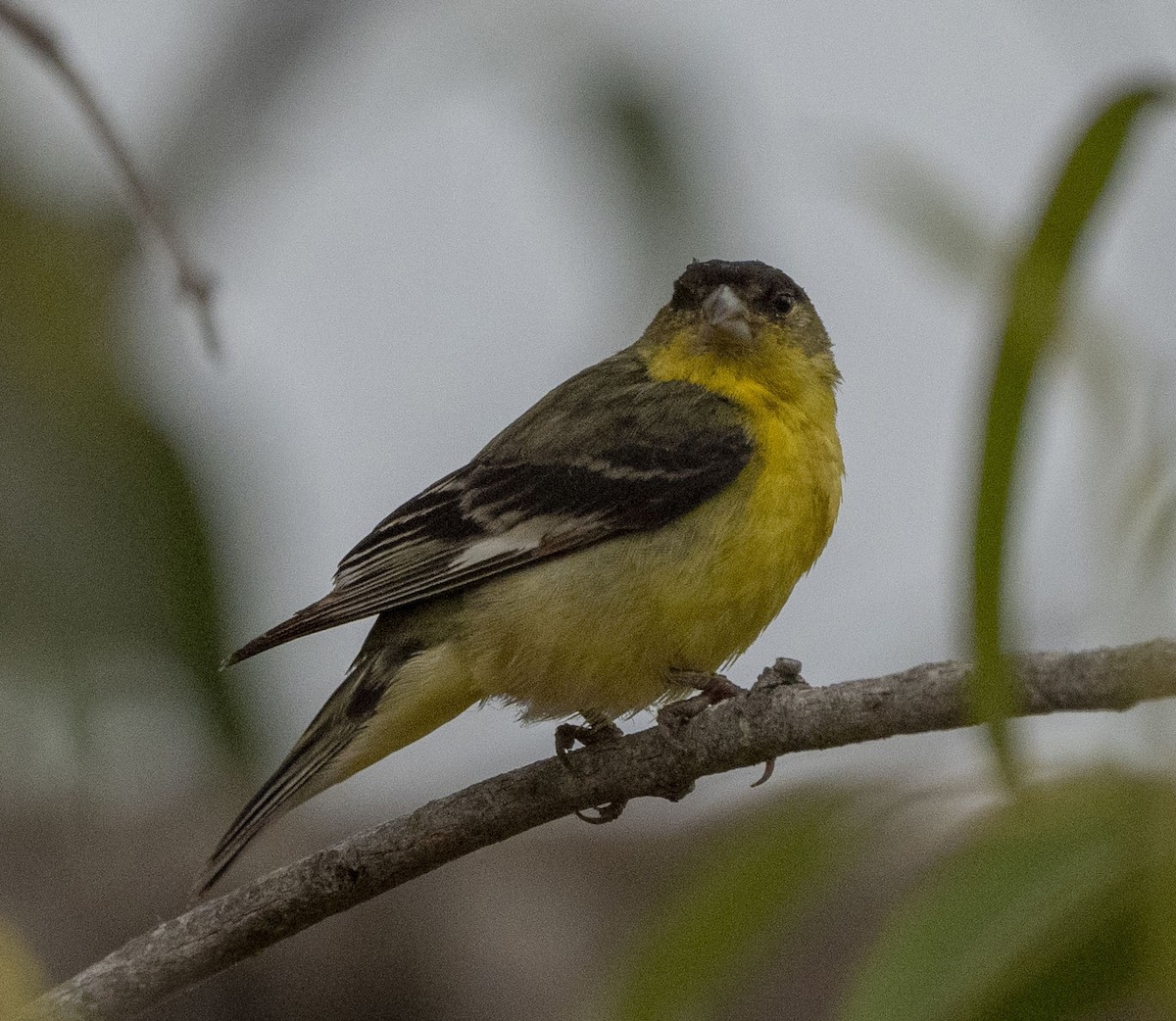 Lesser Goldfinch - ML620623024