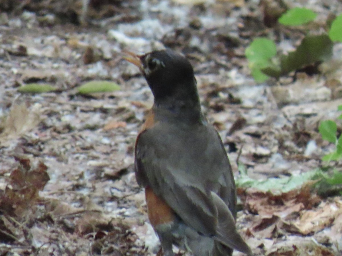 American Robin - ML620623028