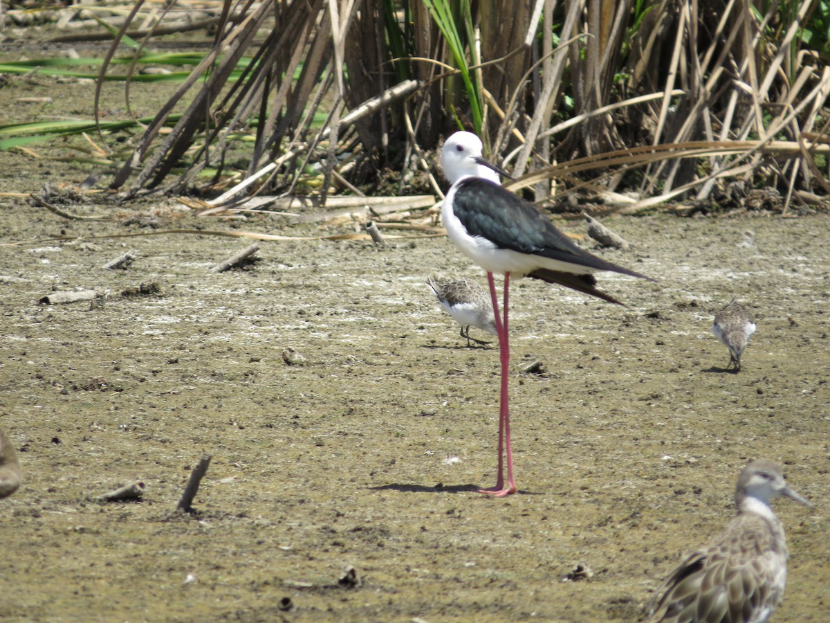 Black-winged Stilt - ML620623029