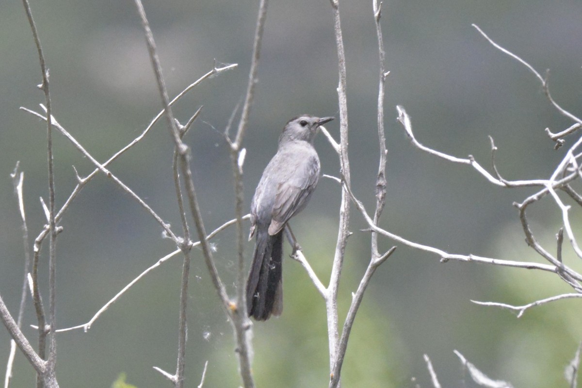 Gray Catbird - ML620623030