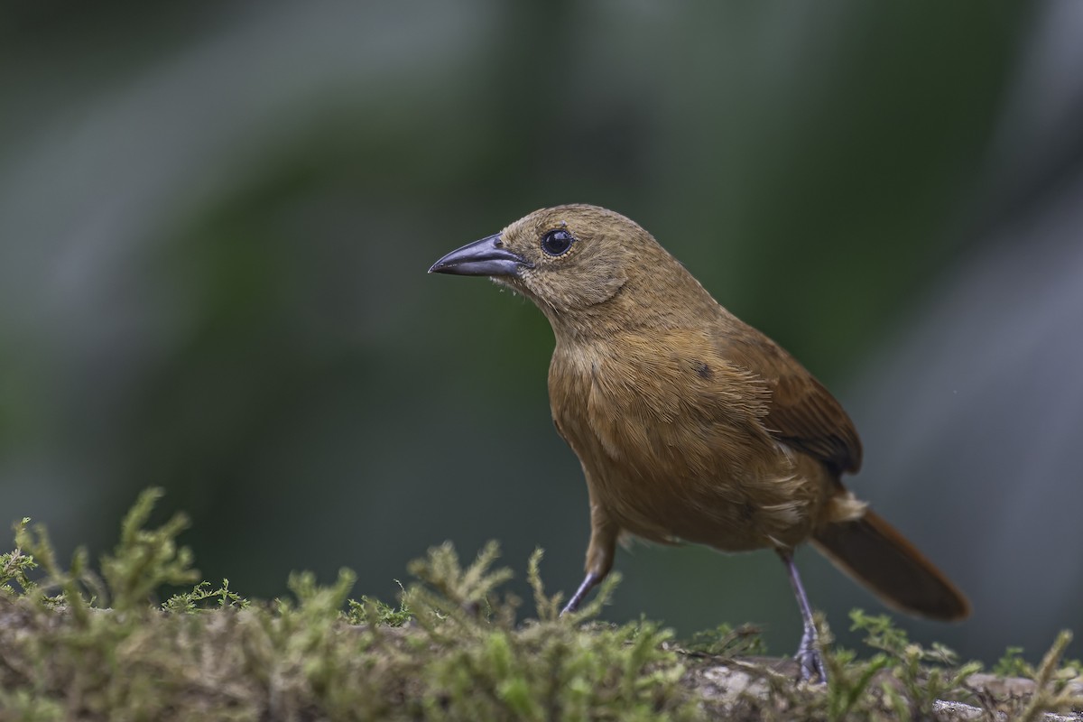 White-lined Tanager - ML620623031