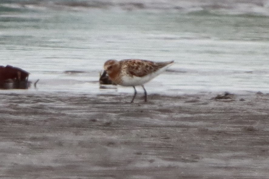 Red-necked Stint - ML620623032