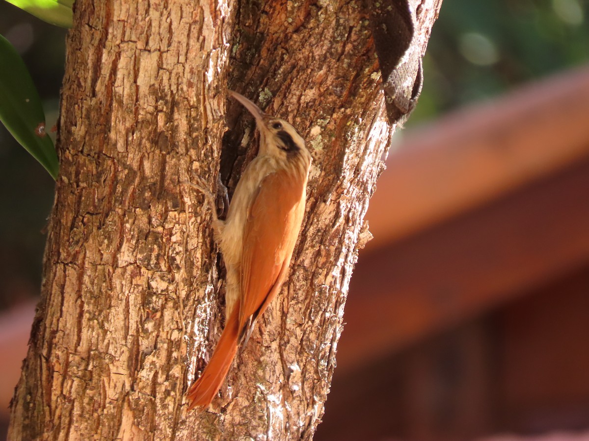 Narrow-billed Woodcreeper - ML620623038