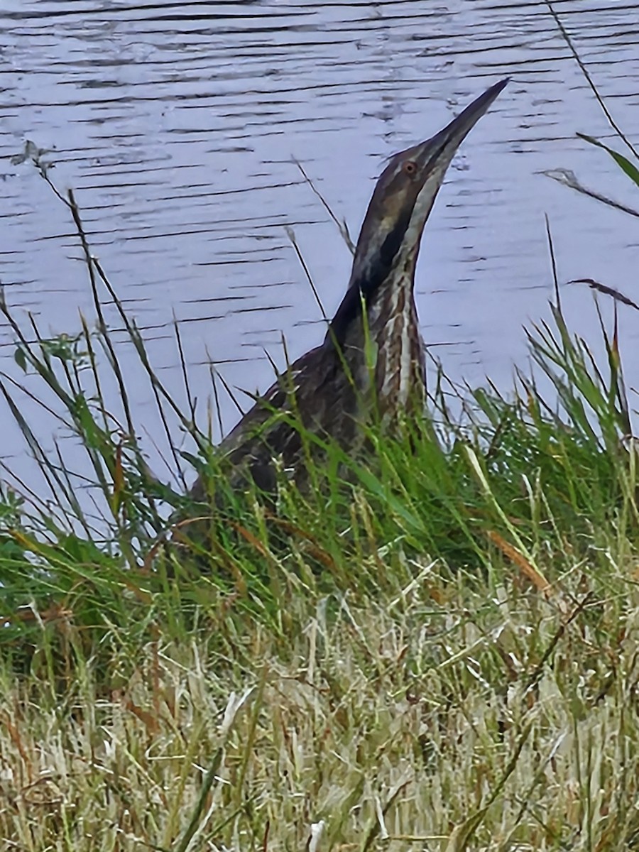 American Bittern - ML620623039