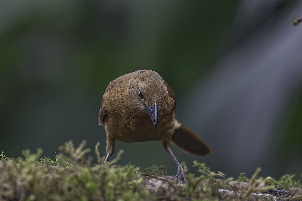 White-lined Tanager - ML620623041