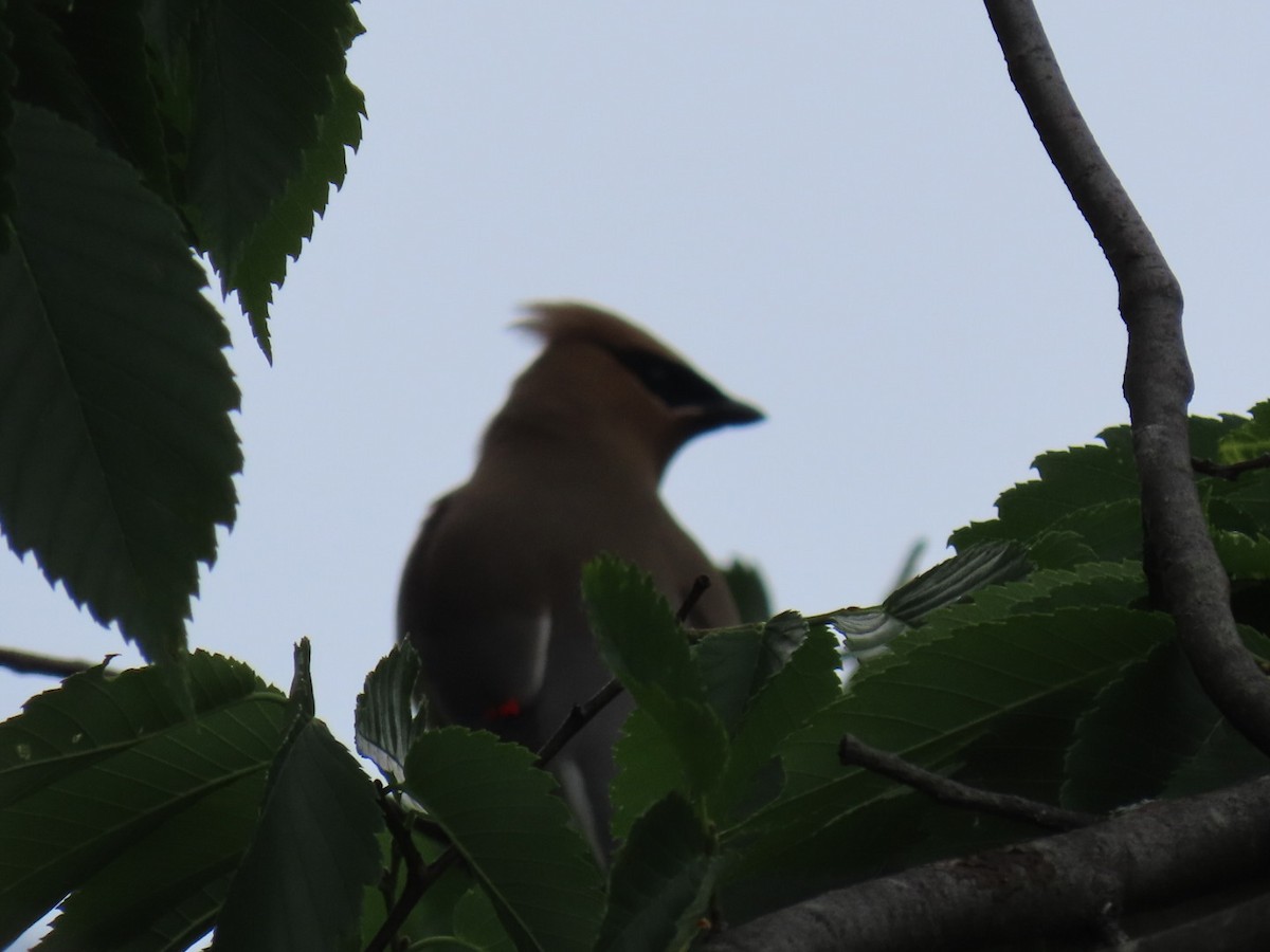 Cedar Waxwing - ML620623043