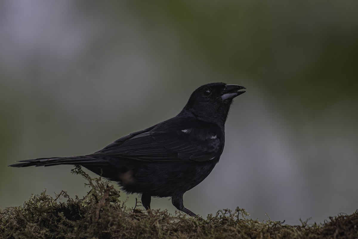 White-lined Tanager - ML620623044