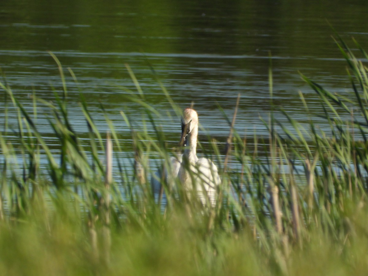 Trumpeter Swan - ML620623045