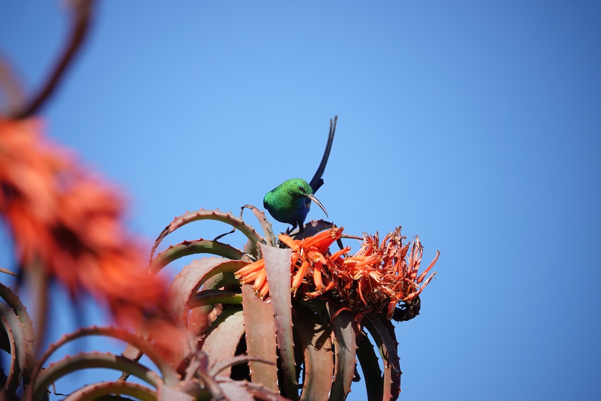 Malachite Sunbird - ML620623047