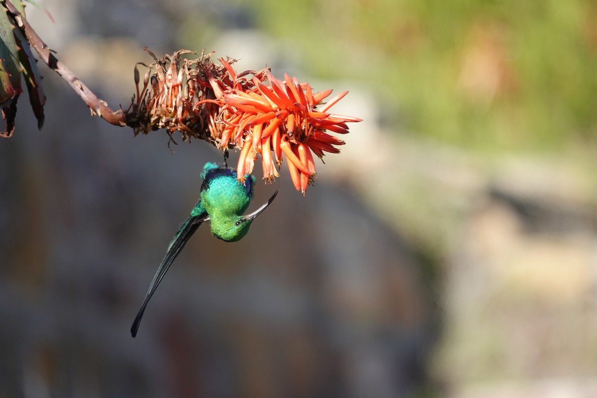 Malachite Sunbird - ML620623048