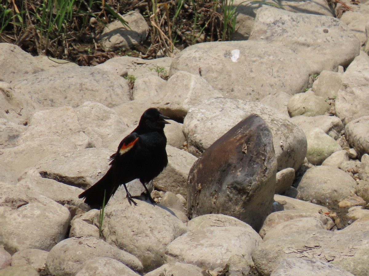 Red-winged Blackbird - ML620623049