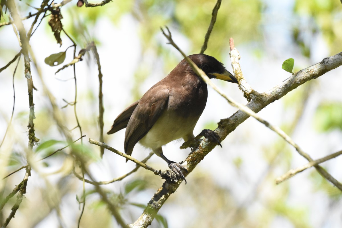 Brown Jay - ML620623050