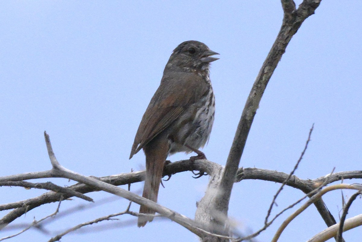 Fox Sparrow - ML620623054